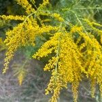 Solidago rugosaFlor