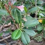 Plumeria obtusa Feuille