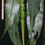 Pitcairnia atrorubens Otro