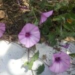 Convolvulus althaeoides花