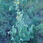 Abutilon pannosum Hábito