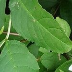 Philadelphus pubescens Leaf