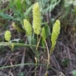 Rostraria cristata ശീലം