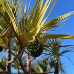 Pandanus utilisFruto