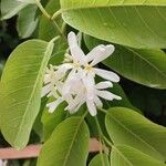Saba senegalensis Blüte
