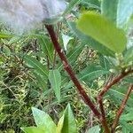 Salix phylicifolia Kabuk