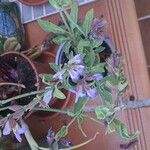 Salvia officinalis Çiçek