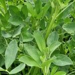 Trigonella foenum-graecum पत्ता