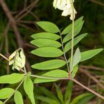 Lathyrus laevigatus 葉