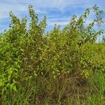 Chromolaena odorata Habit