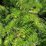 Cunninghamia lanceolata Foglia