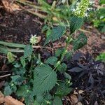 Agastache rugosa Habitus