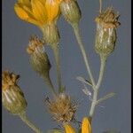 Heterotheca viscida Flower