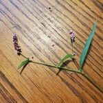 Persicaria lapathifolia 叶