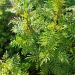 Artemisia annua Folha