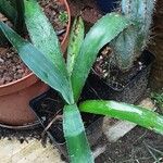 Agave sisalana 葉