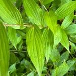 Tricyrtis formosana Corteza