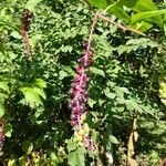 Phytolacca americanaFruit