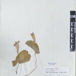 Henckelia bifolia