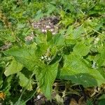 Chenopodium bonus-henricus Leaf