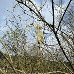 Salix × reichardtii Fiore