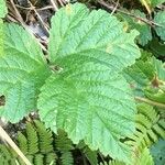 Rubus saxatilis 叶