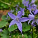 Campanula garganica Квітка