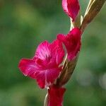 Gladiolus communis Fleur
