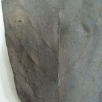 Cordia dentata Sheet