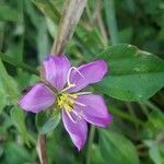 Dissotis rotundifolia Květ