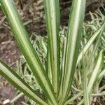 Chlorophytum capense List