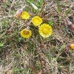 Tussilago farfaraFlor