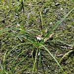 Carex arenaria Foglia