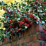 Ilex cornuta ഫലം