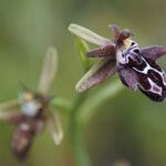 Ophrys cretica Blüte