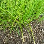 Cyperus esculentus Folha