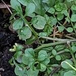 Cardamine flexuosa 葉