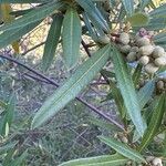 Searsia lancea Blatt