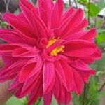 Dahlia pinnataFlower