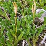 Lycopodium clavatumपत्ता