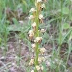 Orchis anthropophora 花