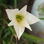 Zephyranthes candida Цветок