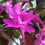 Schlumbergera truncata Flors