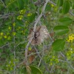 Paliurus spina-christi Fruit