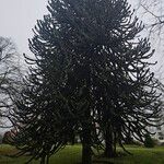 Araucaria araucana List