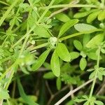 Galium tricornutum পাতা