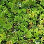 Azolla filiculoides برگ