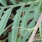 Tagetes tenuifolia ഇല