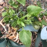 Rumex lunaria Hoja