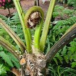 Cyathea arborea Hoja